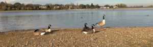 Canada Geese resting at Edgbaston Reservoir